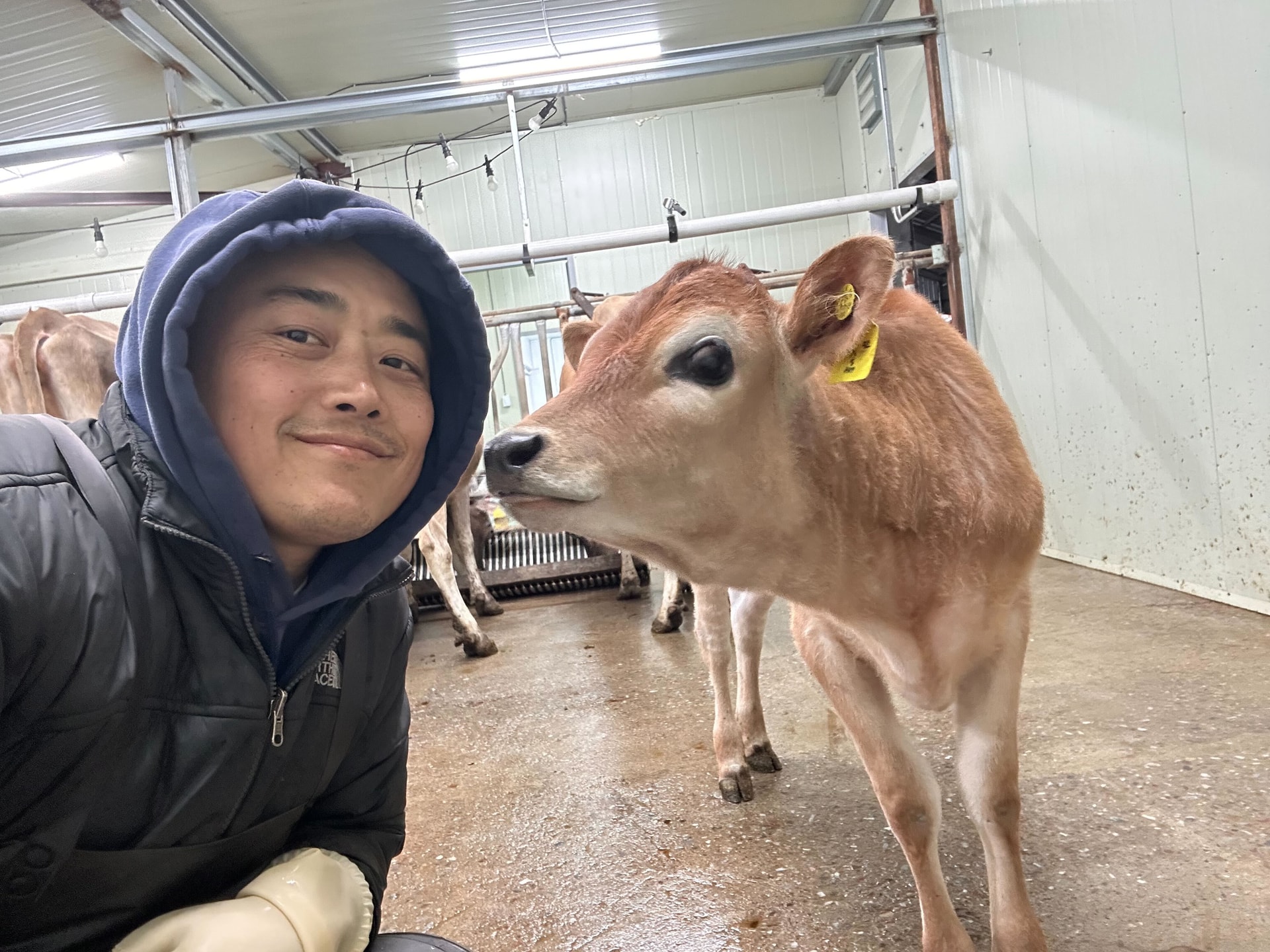 목장에서의 착유와 돌봄